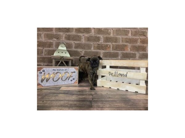 Bug-DOG-Female-Brindle-220-Petland Nashville, Tennessee