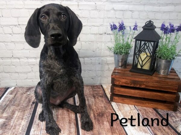 German Shorthair Pointer DOG Male Black / White 222 Petland Nashville, Tennessee