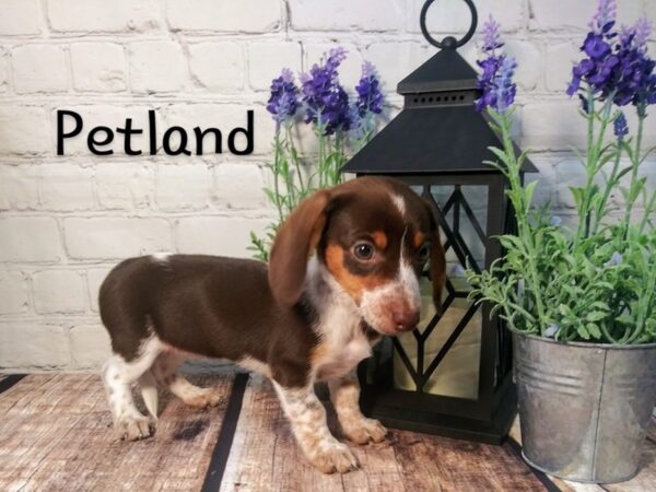 Dachshund-DOG-Female-Chocolate / Tan-215-Petland Nashville, Tennessee