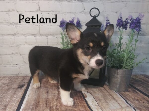 Pembroke Welsh Corgi DOG Female BLK & TAN 218 Petland Nashville, Tennessee