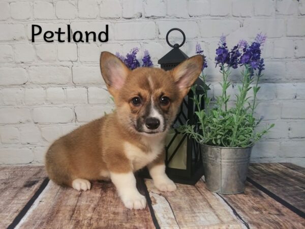 Pembroke Welsh Corgi DOG Male sable and white 217 Petland Nashville, Tennessee