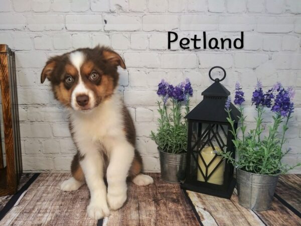 Australian Shepherd DOG Female Chocolate 216 Petland Nashville, Tennessee