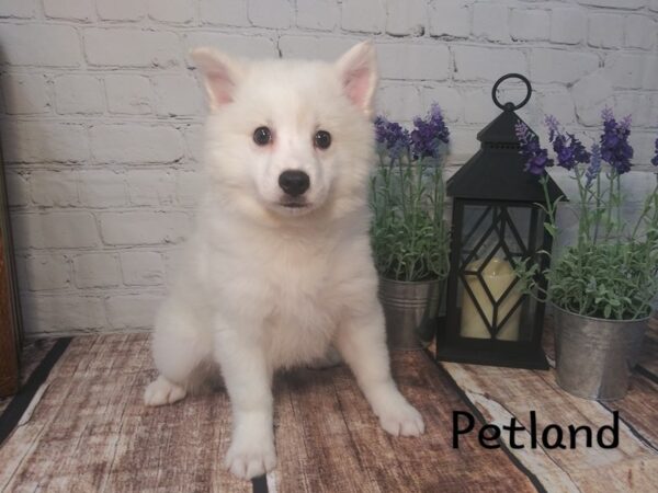 American Eskimo Dog-DOG-Female-White-212-Petland Nashville, Tennessee