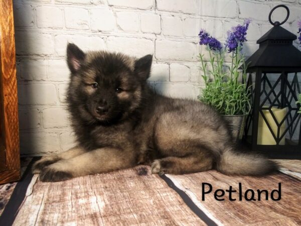 Keeshond-DOG-Female-Black / Silver-214-Petland Nashville, Tennessee