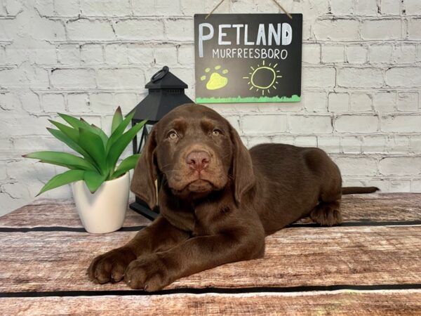 Labrador Retriever-DOG-Male-Chocolate-248-Petland Nashville, Tennessee