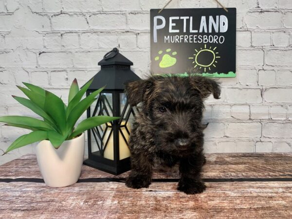 Scottish Terrier DOG Male Brindle 244 Petland Nashville, Tennessee