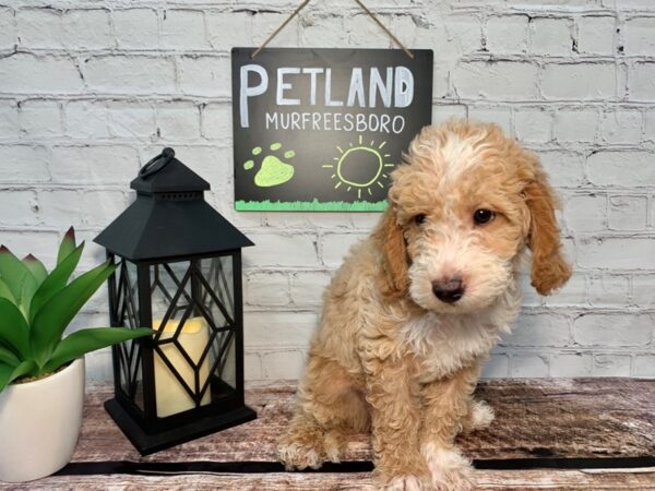 Mini Goldendoodle DOG Male Red & White 239 Petland Nashville, Tennessee
