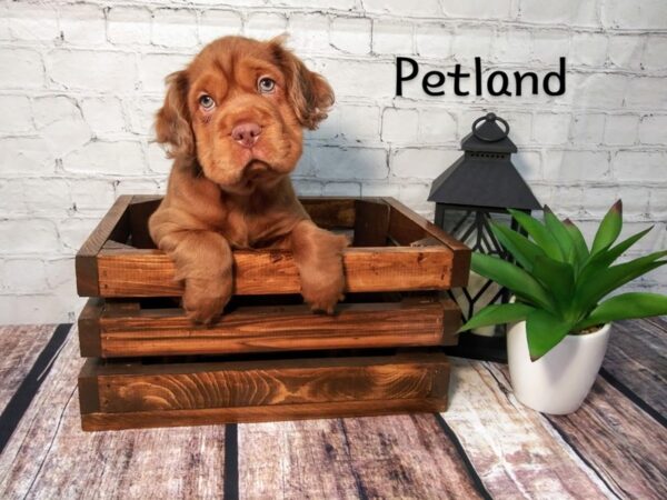 Mini Hippo-DOG-Female-RED-243-Petland Nashville, Tennessee