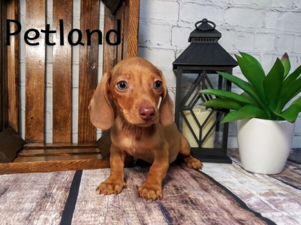 Dachshund DOG Male Red 253 Petland Nashville, Tennessee