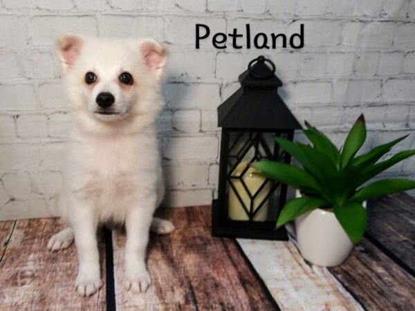 American Eskimo-DOG-Male-White-257-Petland Nashville, Tennessee
