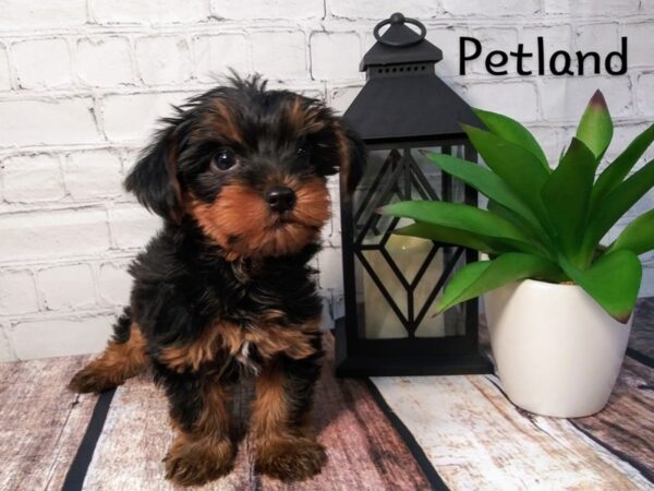 Yorkshire Terrier-DOG-Male-BLK TAN-250-Petland Nashville, Tennessee