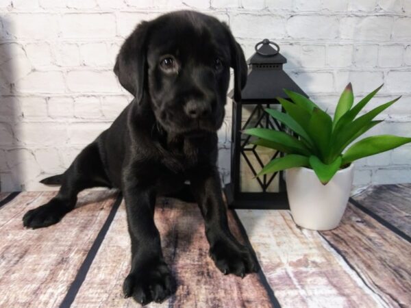 Labrador Retriever-DOG-Female-Black-249-Petland Nashville, Tennessee
