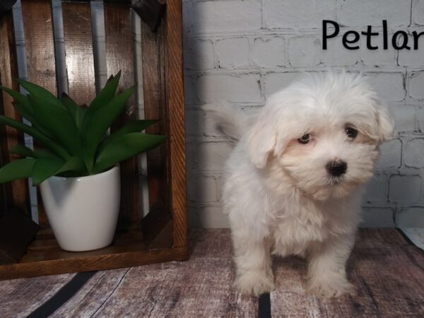 Maltese DOG Female White 255 Petland Nashville, Tennessee