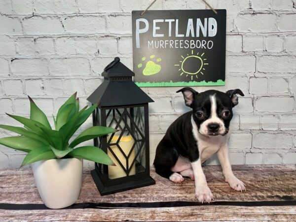 Boston Terrier DOG Female Black 247 Petland Nashville, Tennessee