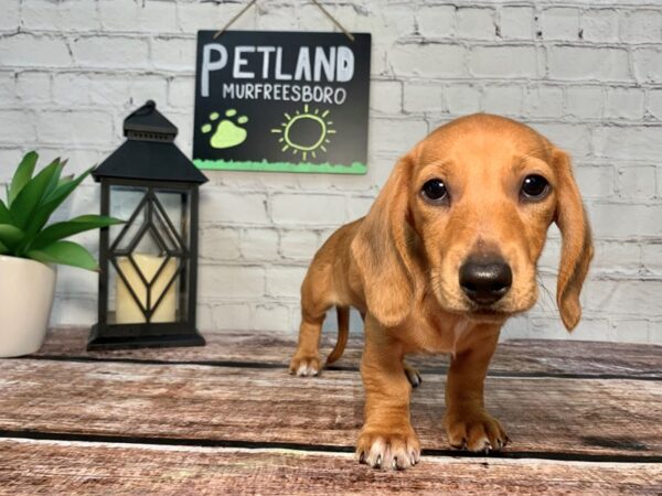 Dachshund DOG Male Red 245 Petland Nashville, Tennessee