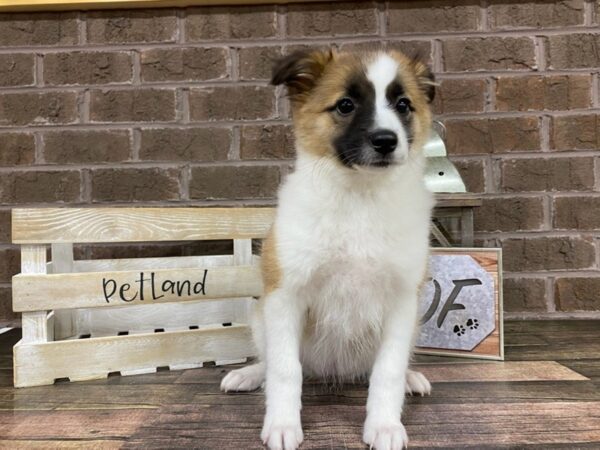 Aussiemo DOG Female Sable White 280 Petland Nashville, Tennessee