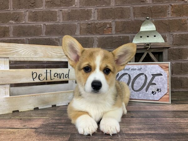 Pembroke Welsh Corgi DOG Female Red 278 Petland Nashville, Tennessee