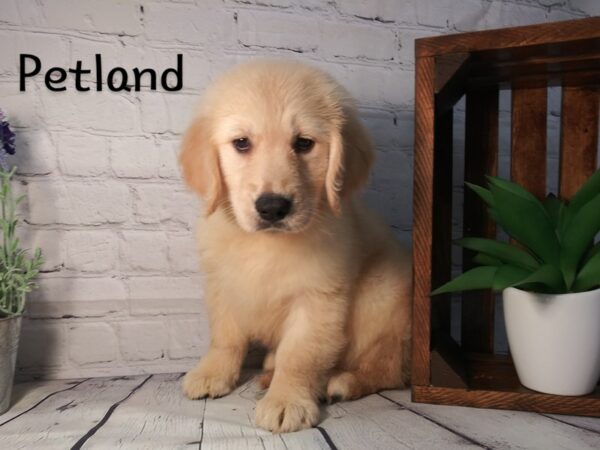 Golden Retriever DOG Female Golden 260 Petland Nashville, Tennessee