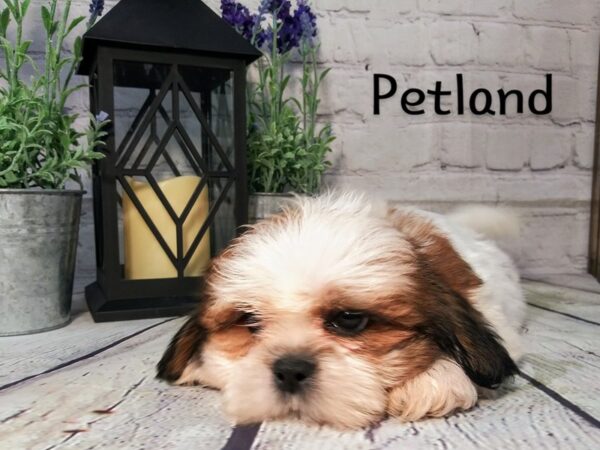 Shih Tzu DOG Male BRN WH 261 Petland Nashville, Tennessee