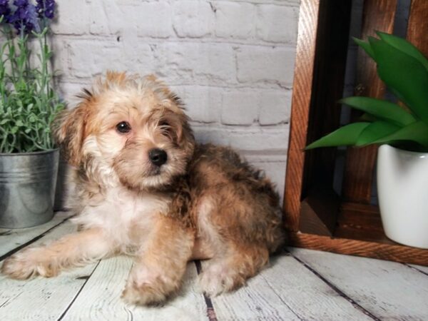 Yorkie Chon-DOG-Male-BEIGE-263-Petland Nashville, Tennessee