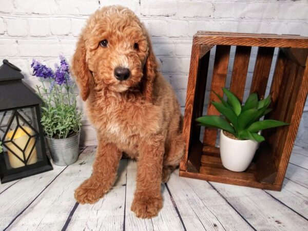 Goldendoodle DOG Male Apricot 258 Petland Nashville, Tennessee
