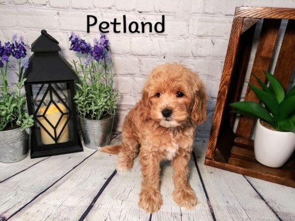 Cockadoodle DOG Female RED 264 Petland Nashville, Tennessee