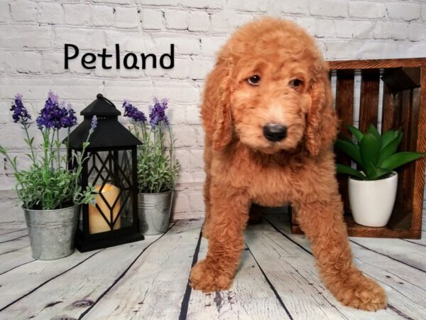 Goldendoodle DOG Female Apricot 259 Petland Nashville, Tennessee