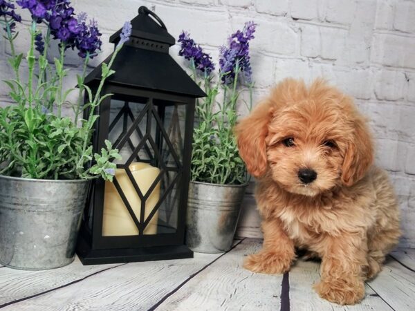 Poo Chon-DOG-Male-RED-262-Petland Nashville, Tennessee