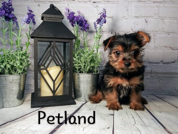 Yorkshire Terrier DOG Male Black / Tan 271 Petland Nashville, Tennessee