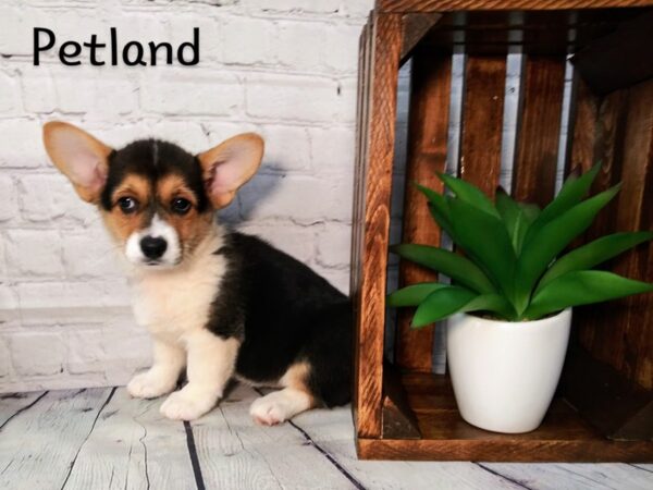 Pembroke Welsh Corgi DOG Female Black / Tan 270 Petland Nashville, Tennessee