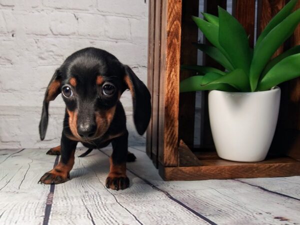Dachshund-DOG-Female-Black / Tan-269-Petland Nashville, Tennessee
