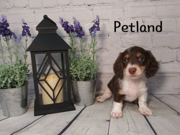 Dachshund-DOG-Male-Chocolate / Tan-268-Petland Nashville, Tennessee