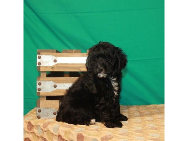 Cock-A-Poo-DOG-Male-Black-289-Petland Nashville, Tennessee