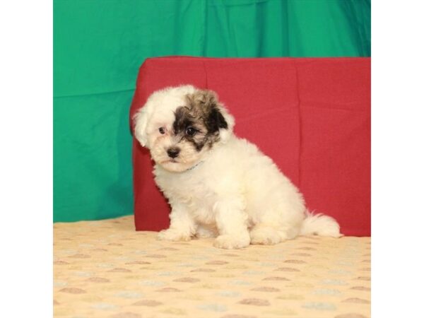 Teddy Bear (Zuchon)-DOG-Male-White / Gold-290-Petland Nashville, Tennessee