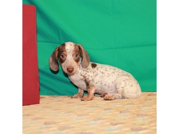 Dachshund DOG Male Chocolate / Tan 291 Petland Nashville, Tennessee