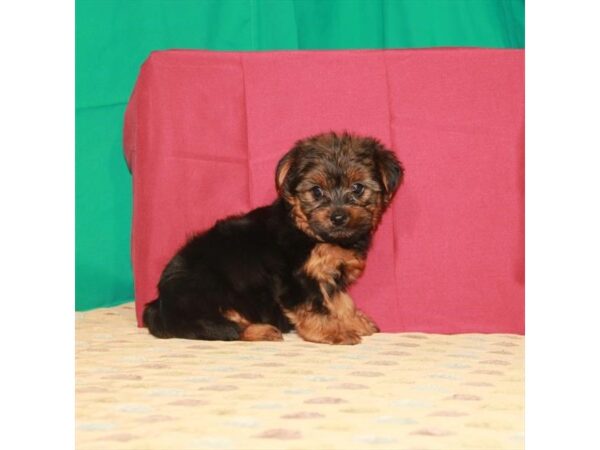Yorkshire Terrier-DOG-Female-Black / Tan-292-Petland Nashville, Tennessee
