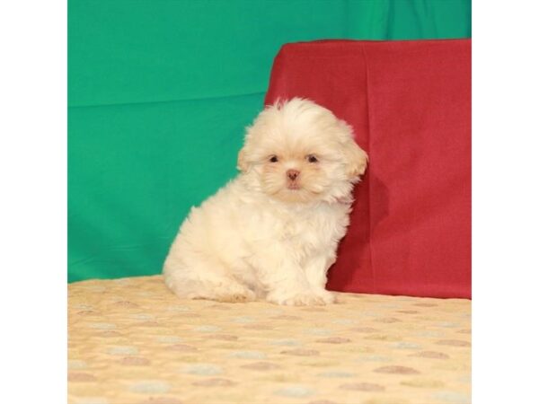 Shih Tzu DOG Female Cream 293 Petland Nashville, Tennessee