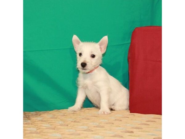 West Highland White Terrier-DOG-Female-White-295-Petland Nashville, Tennessee