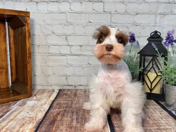 Miniature Schnauzer DOG Male LIVER WHITE 284 Petland Nashville, Tennessee