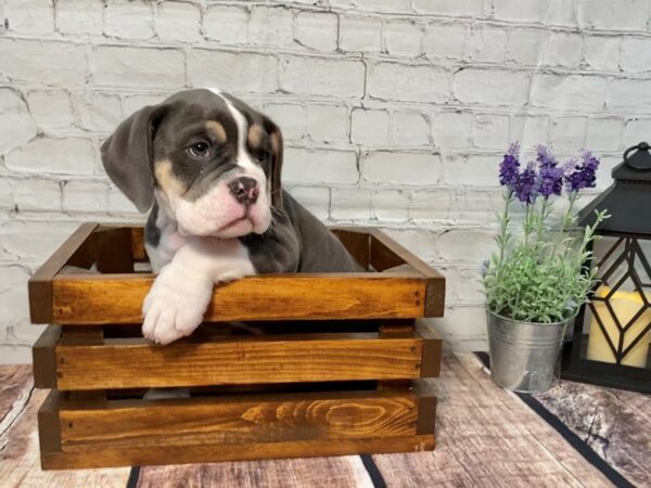 Old English Bulldog DOG Male BLUE WHITE 285 Petland Nashville, Tennessee