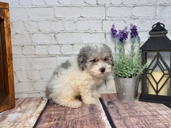 Poo Chon-DOG-Male-BLUE MERLE PARTI-286-Petland Nashville, Tennessee
