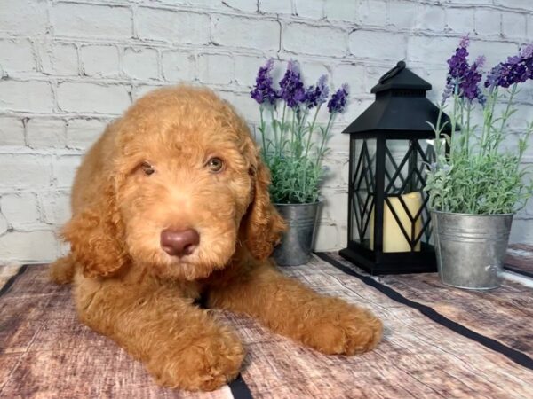 Goldendoodle DOG Male Red 298 Petland Nashville, Tennessee
