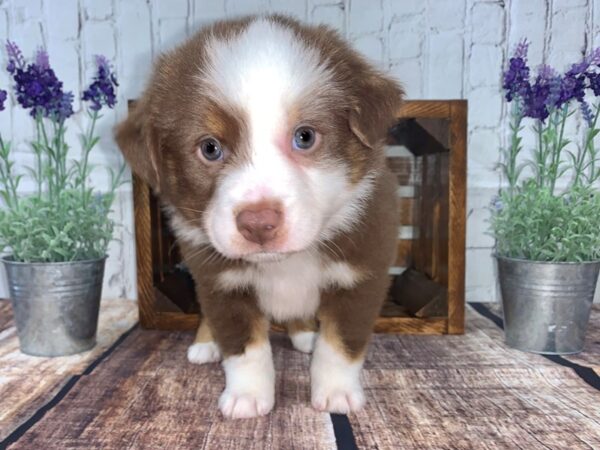 Miniature Australian Shepherd DOG Male RED TRI 299 Petland Nashville, Tennessee