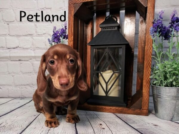 Dachshund DOG Male Chocolate and cream 304 Petland Nashville, Tennessee