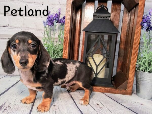 Dachshund DOG Male Blue Dapple 306 Petland Nashville, Tennessee