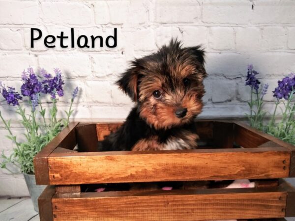 Yorkshire Terrier-DOG-Female-Black / Tan-302-Petland Nashville, Tennessee