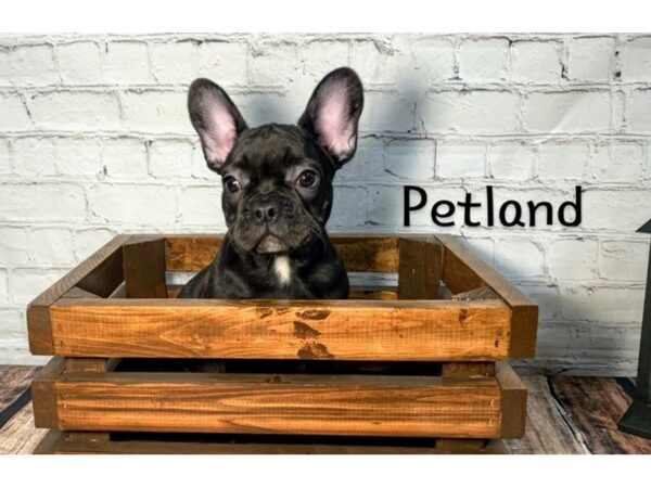 French Bulldog-DOG-Female-Black-283-Petland Nashville, Tennessee