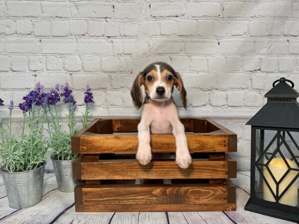 Beagle-DOG-Female-Black White / Tan-296-Petland Nashville, Tennessee