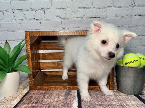 American Eskimo-DOG-Male-White-317-Petland Nashville, Tennessee