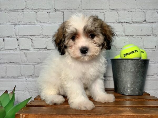 Teddy Bear DOG Female White / Gold 316 Petland Nashville, Tennessee